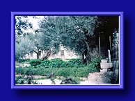 Thumbnail Ancient Olive Tree